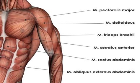 Upper Body Muscle Names Free Human Body Lesson Plan The Body S