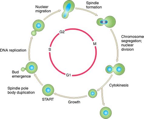 Saccharomyces Cerevisiae Probiotic Lifecycle Uses Antibody And