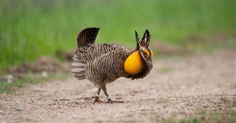 The Fight To Save A Prairie Chicken The New York Times