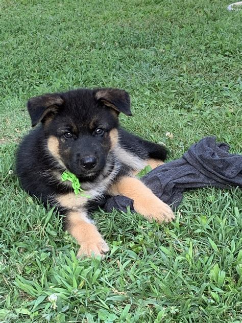 If you do not have experience working with dogs, enroll in obedience classes and. German Shepherd Puppies For Sale | Lincolnton, NC #300617