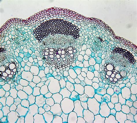 Note that young, herbaceous stems may have stomates for gas no tour of stems would be complete without a brief mention of the highly derived stems of monocot anthophytes. Cross section of a plant stem under a microscope ...