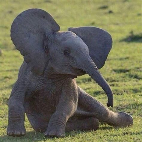 Elephant Newborn Baby