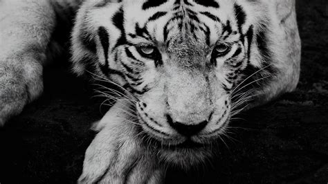 Hd White Tiger Wallpapers