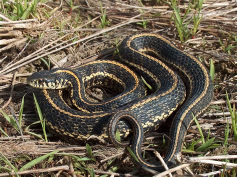 Maybe you would like to learn more about one of these? Thamnophis radix - Eastern Plains Garter Snake | Wyandot ...