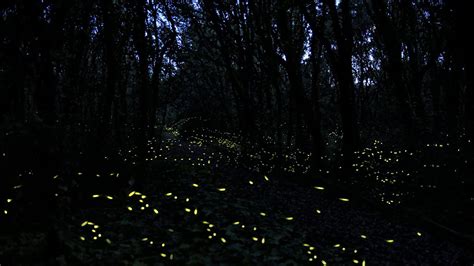 In A Forest On The Trail Of Synchronous Fireflies Cgtn