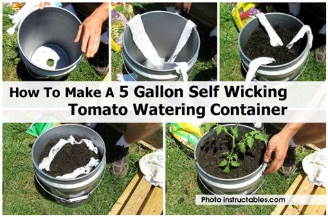 How To Make A 5 Gallon Self Wicking Tomato Watering Container