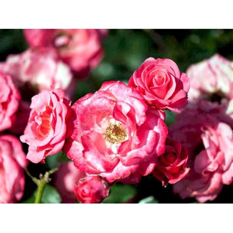 buketrose bella rosa roser plantetorvet dk