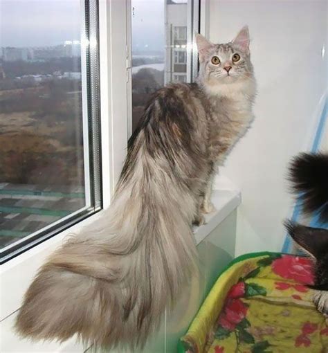 The cat has been the most resistant to change of all the animals 1) are house cats living in the wild. Maine Coon Cats That Are Way Too Big To Be House Cats (29 ...