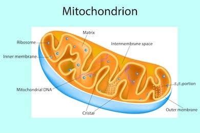 The cellular respiration takes place in mitochondria. Which organelle carries out the most cellular respiration ...