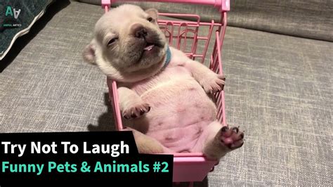The Funniest Pet Animal Videos Try Not To Laugh 2 Youtube