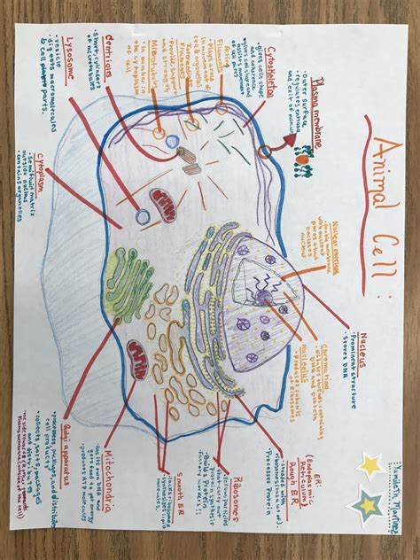 Animal Cell Drawing in Color | Animal cell drawing, Cell drawing, Endoplasmic reticulum drawing