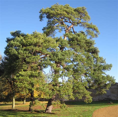 Scots Pine Tree Guide Uk Scots Pine Tree Identification