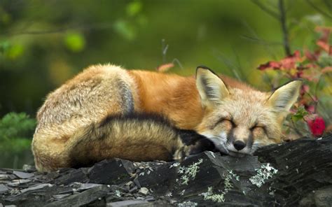 Red Foxes Wallpapers Animal Literature