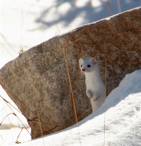 Snowy Weasel Ll Photograph By Russell Smith Fine Art America