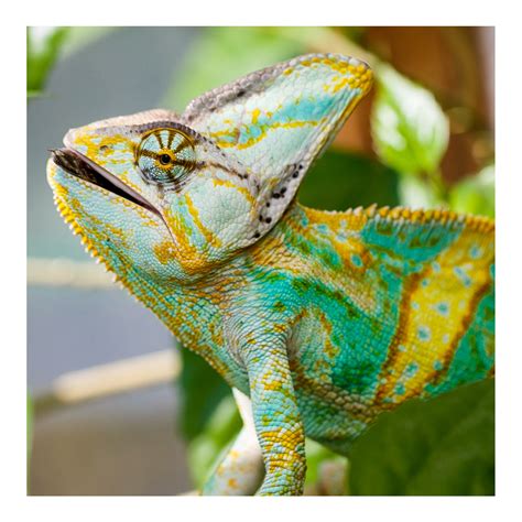 Yemen Veiled Chameleon