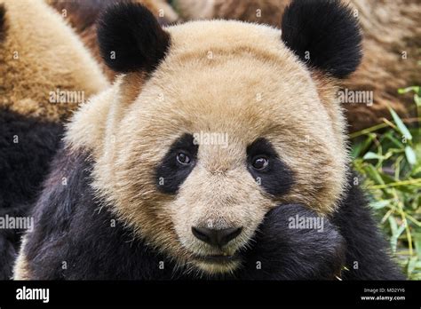 China Sichuan Province Chengdu Chengdu Giant Panda Breeding Research