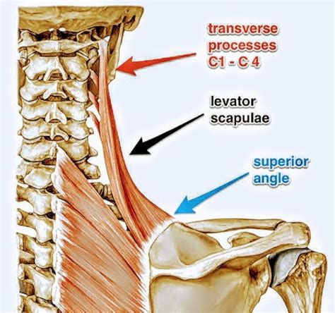 Levator Scapulae Muscle Archives Pt Master Guide