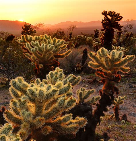 Download california cactus stock photos. Elevation of Joshua Tree National Park, California, USA ...