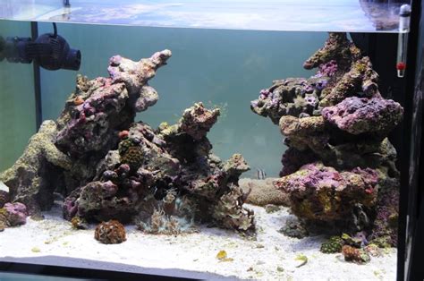 Aquascaping Show Your Skills Page 6 Reef Central Online