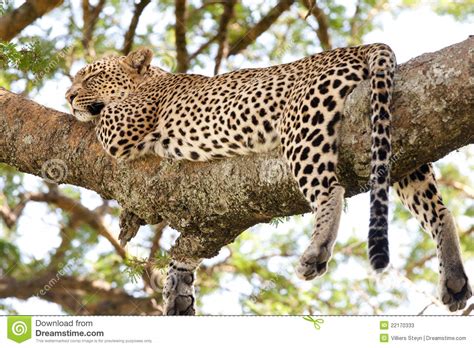 Sleeping Leopard Stock Image Image Of Safari Drive
