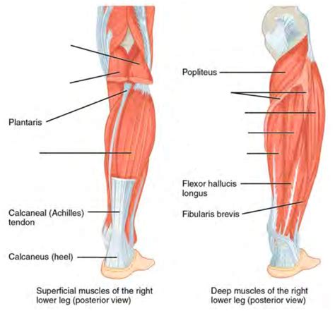 biarticular muscles lower body