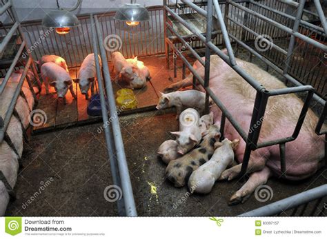 Sow Nursing Her Piglets4 Stock Image Image Of Livestock 83397157
