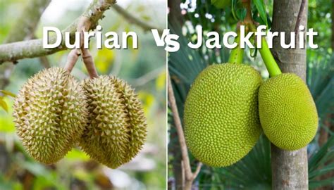 Durian Vs Jackfruit Similarities And Differences Explained Rennie