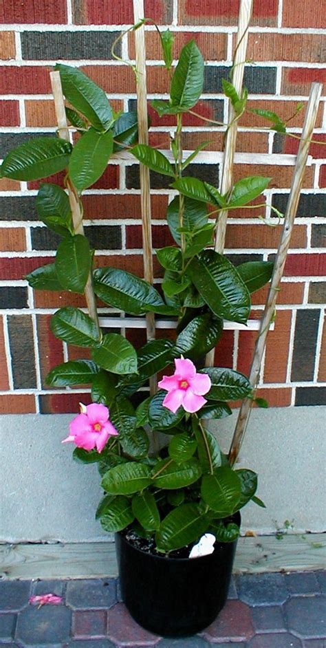 The plants bloom from spring to fall with brightly colored cupped flowers. PlantFiles Pictures: Mandevilla, Dipladenia (Mandevilla ...