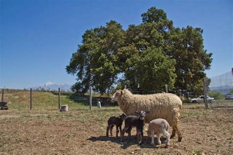 Maybe you would like to learn more about one of these? Highland Springs Resort and Conference Center (Cherry ...