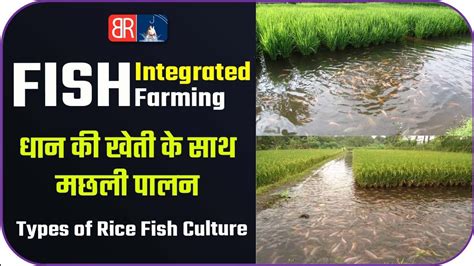 Dhaan की Kheti Ke Sath मछली पालन Paddy Fish Farming Integrated Rice