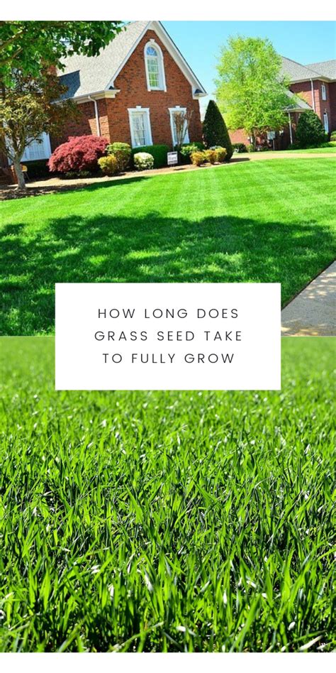 Knowing how much water your sprinkler puts out helps you determine how long you must water your lawn to spread 1/2 inch of water. Are you struggling to get your lawn to its full potential? Continually seeding, watering, and re ...