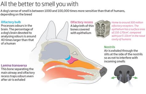 Diagram Of Dog Nose Woofalicious Tales