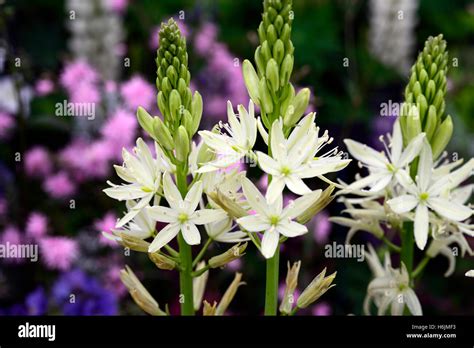 Camassia Leichtlinii Alba White Flower Flowers Flowering Spring Bulb Rm