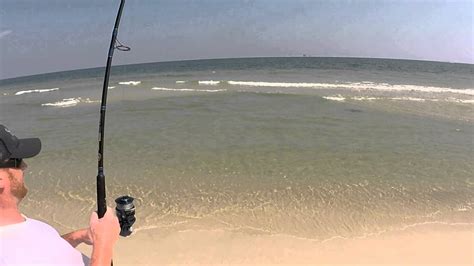 Make the most of charter fishing the waters off orange beach, alabama with us. Gulf Shores Shark Fishing Success - YouTube