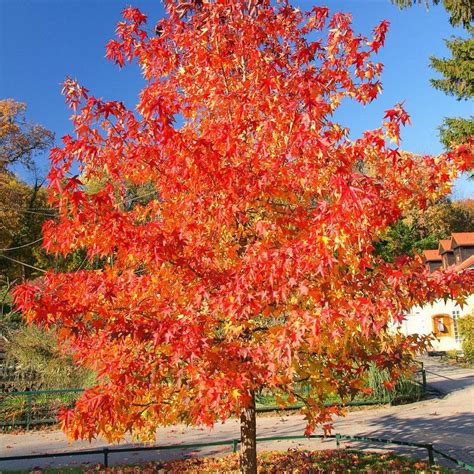 Autumn Blaze Maple Autumn Blaze Maple For Sale — Plantingtree