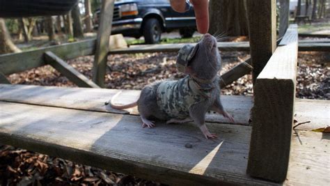 According to the american diabetes association, about 34 million people in the united states — both adults and children — are living with diabetes, and an additional 1.5 million people are diagnosed every year. Rat Army Uniform Â· Pet Clothes Â· Needlework on Cut Out