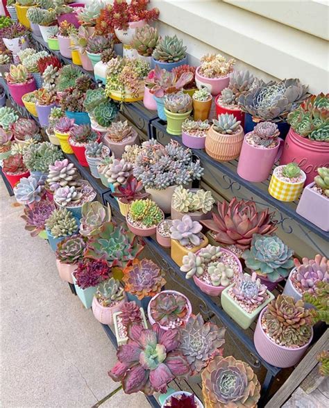 How To Grow Succulents Indoors In 2021 Succulents Plant Decor