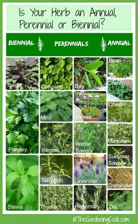 Is Your Herb An Annual Perennial Or Biennial This Handy Chart Will