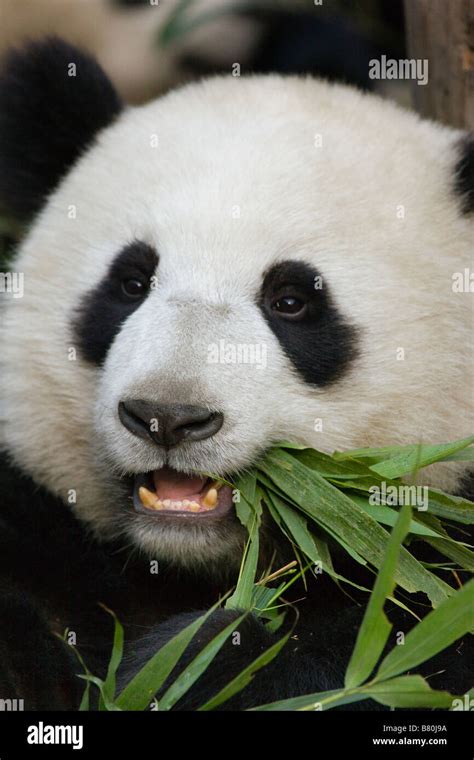 Giant Panda Eating Bamboo Wolong Sichuan China Stock Photo Alamy