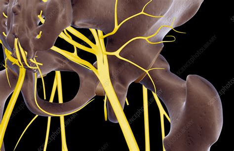 The Nerves Of The Hip Stock Image F0016912 Science Photo Library