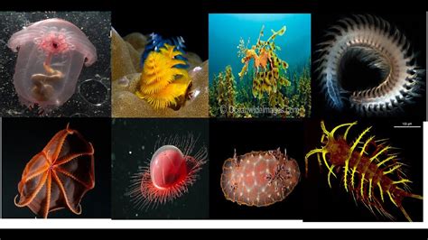 Most Strange Unique Creatures Living In The Ocean Youtube