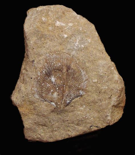Brachiopods And Their Fossils Are Significant Fossil Lady