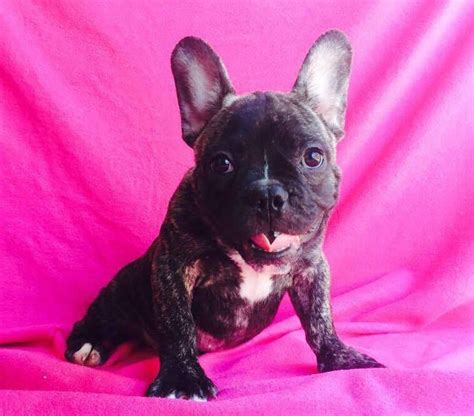 French Bulldog Puppy For Sale In Charleston Sc Adn 23950 On