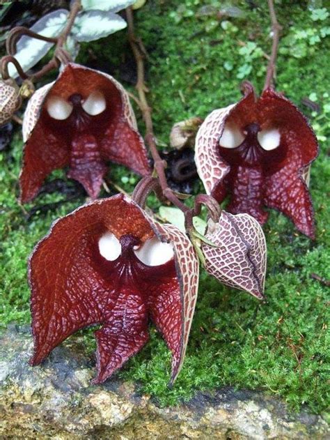 Strange Orchid Plants 15 Incredible And Beautiful Flowers That Do Not