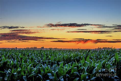 Corn Field Sunset Photograph By Randy Small Fine Art America