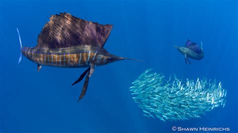 Isla Mujeres Sailfish 2012 Blue Sphere Media Trips Trip Reports And