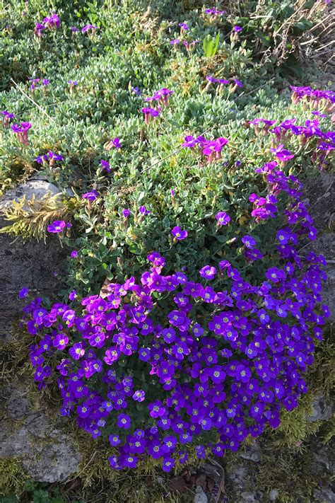 We did not find results for: fruehling - Garten Linn