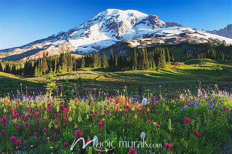 Mount Rainier And Wildflowers Wallpaper Mural By Magic Murals