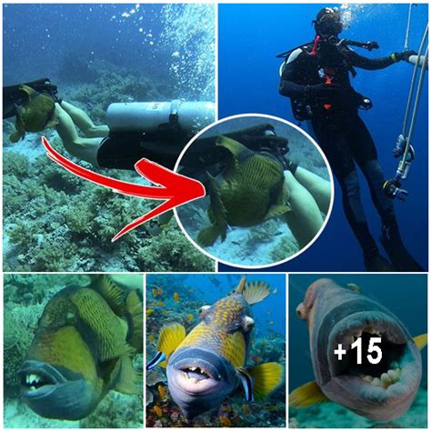 Terrifying Creepy Looking Fish With Human Teeth Chases Diver And
