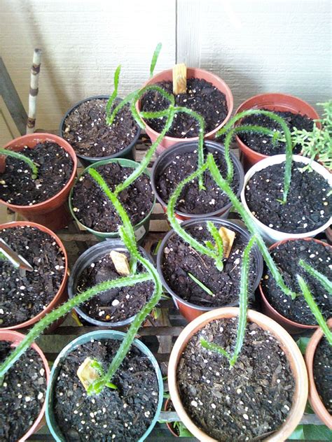 Seeds can also be used as propagation material but it will take 3 years to come to bearing. The Rainforest Garden: I Pitaya Fool Who Doesn't Grow ...